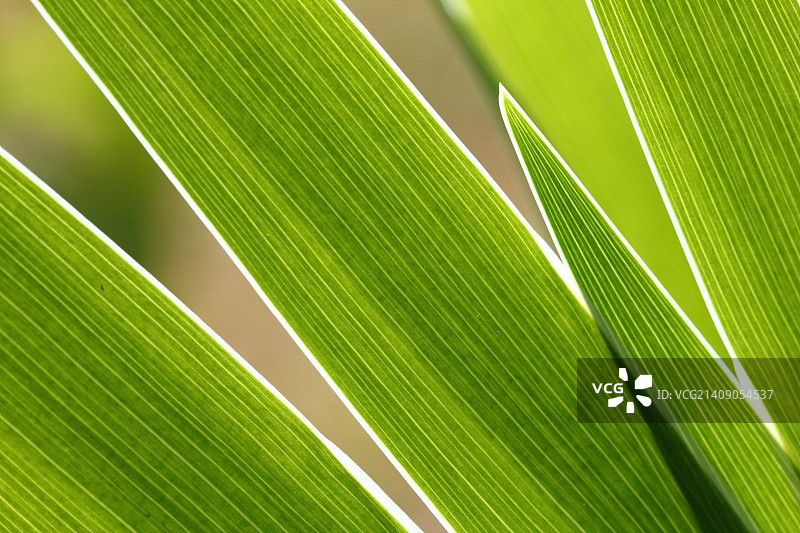 卡皮姆草图片素材