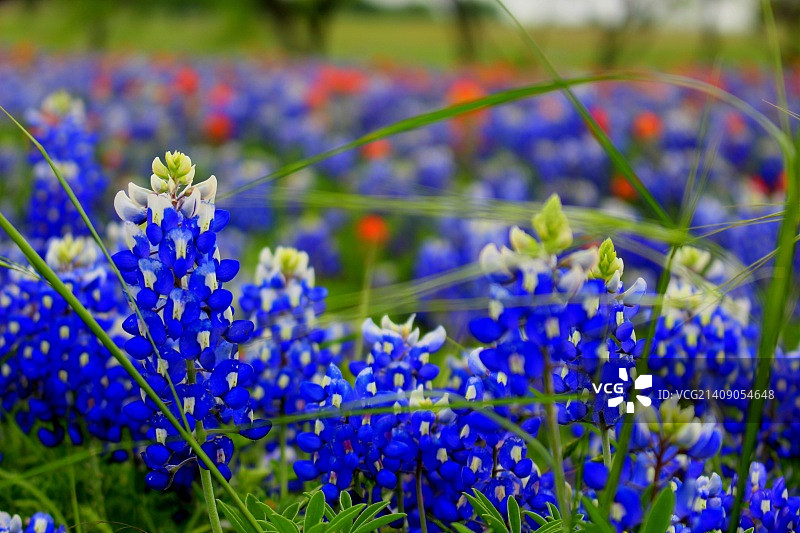 德克萨斯州的蓝色帽图片素材