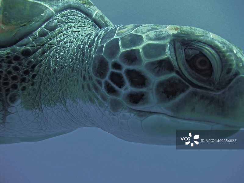 海龟的微笑图片素材