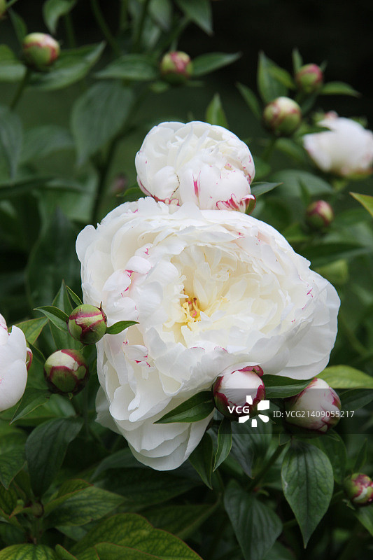 白色牡丹图片素材