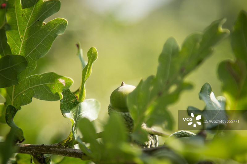 从小橡子开始……图片素材