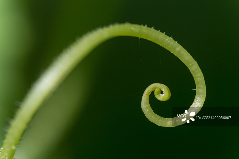 金色螺旋黄瓜图片素材