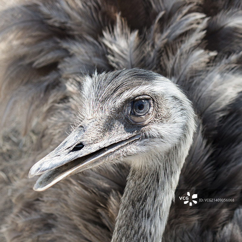 看着镜头的鸸鹋图片素材