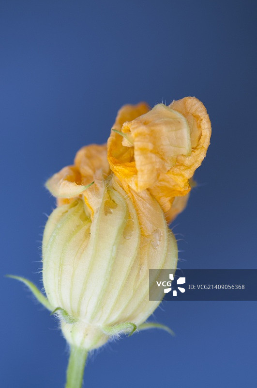 南瓜花图片素材