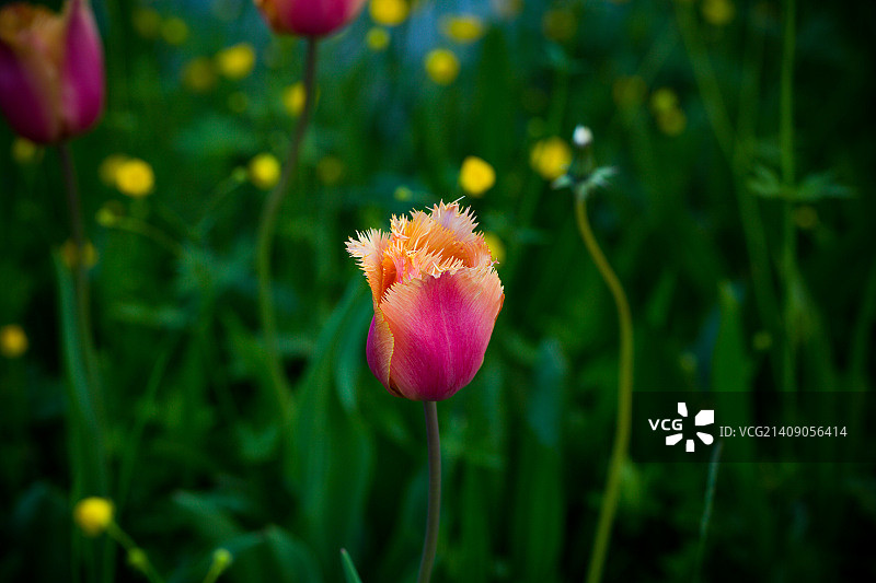 彩色鹦鹉郁金香图片素材