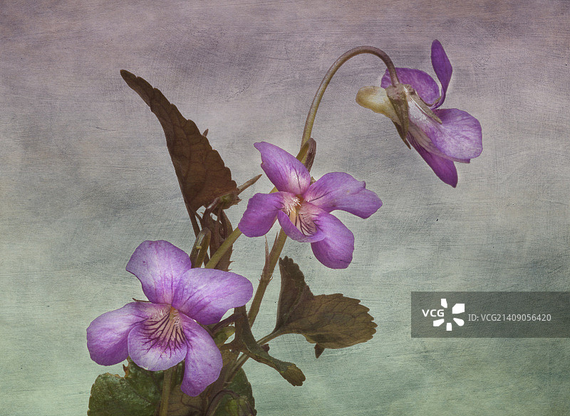 三色堇图片素材