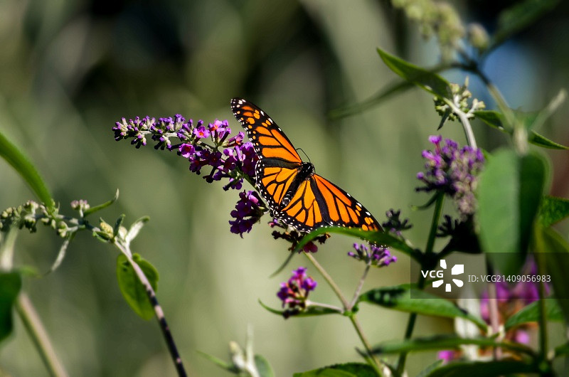 帝王蝶与花图片素材