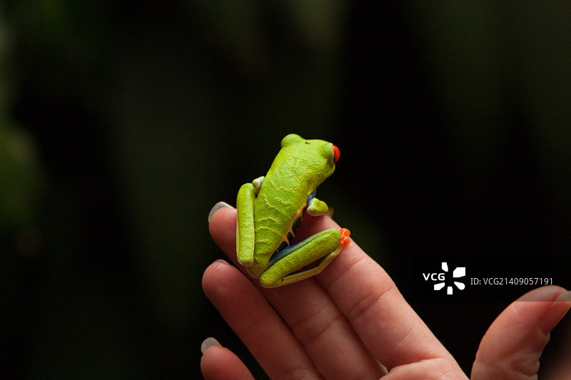 红眼树蛙图片素材