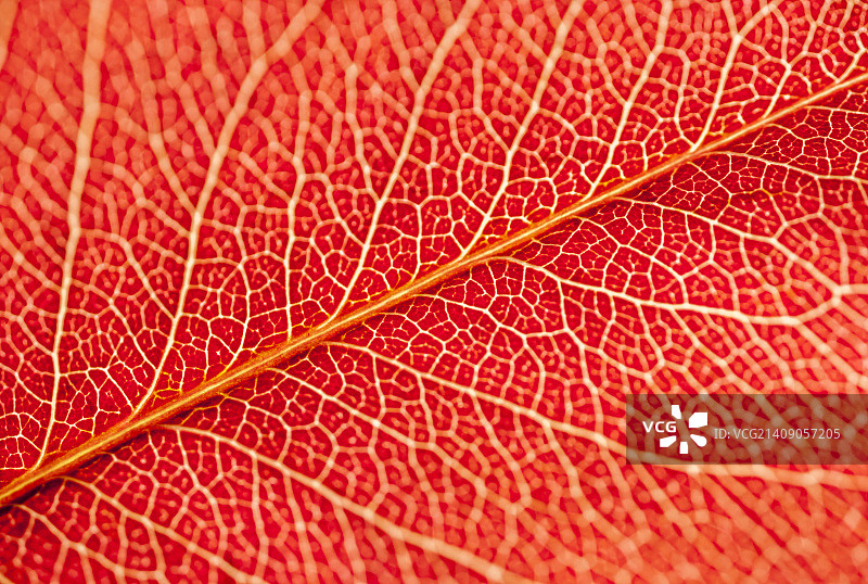 秋季布拉德福梨的红色叶脉纹理图片素材