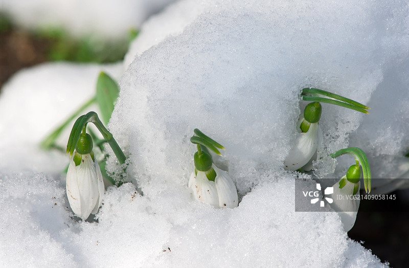 雪中雪花莲图片素材