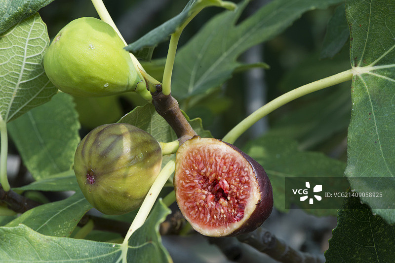 树叶间的无花果图片素材