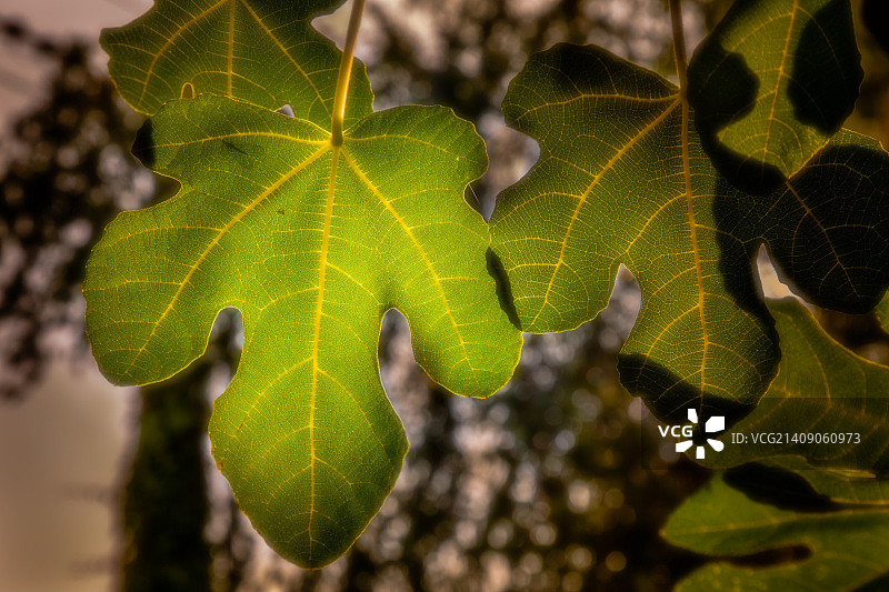 无花果叶中的秋日日出 II图片素材