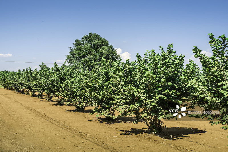 榛树种植园图片素材