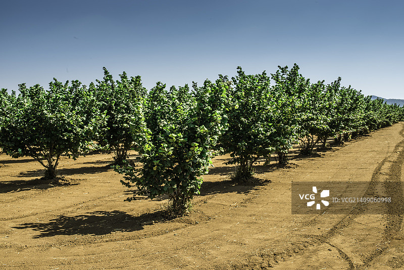榛树种植园图片素材