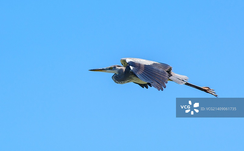 苍鹭幼鸟图片素材