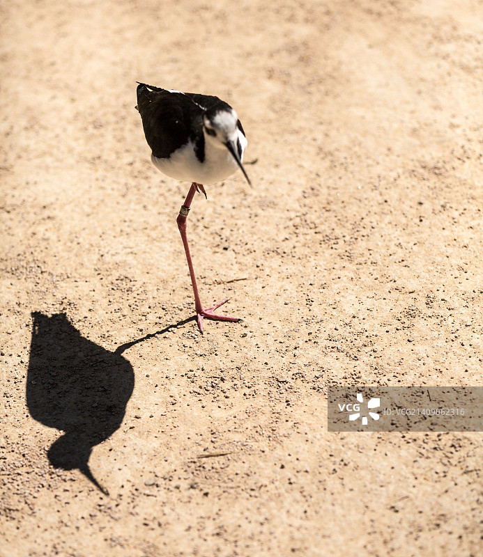 美洲高跷图片素材