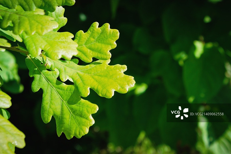 橡树叶图片素材