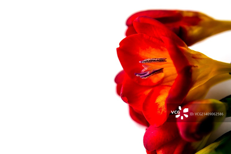 红色小苍兰图片素材