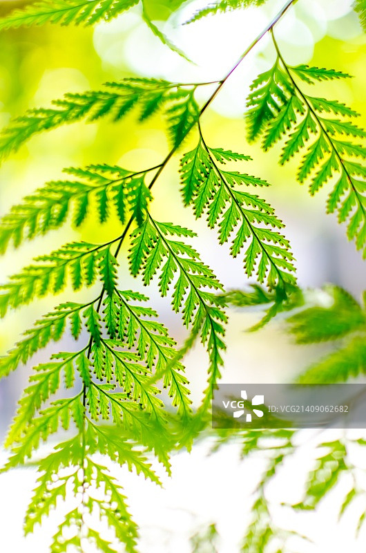 绿色的蕨类植物图片素材