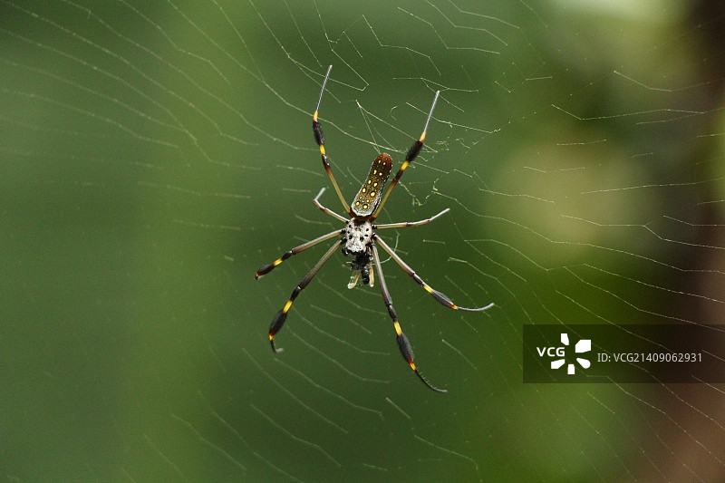 蜘蛛图片素材
