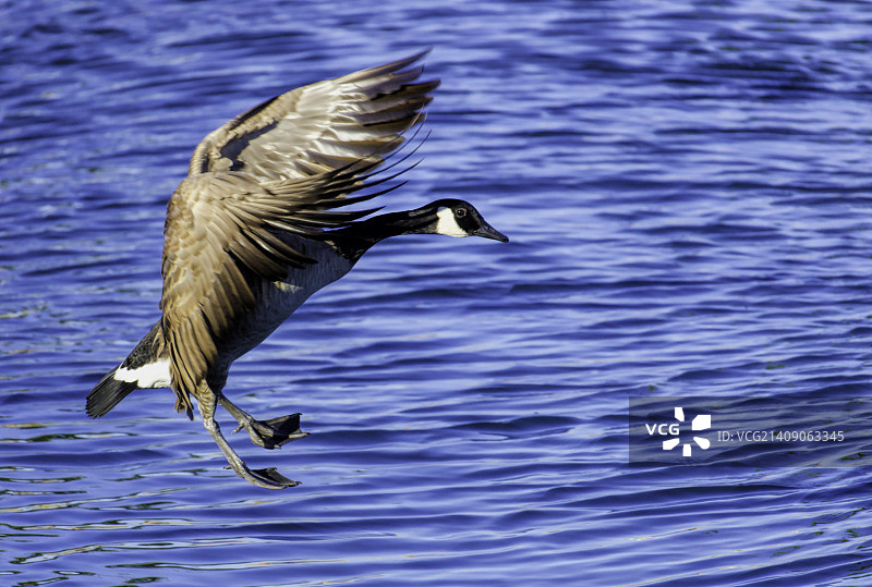 加拿大鹅图片素材