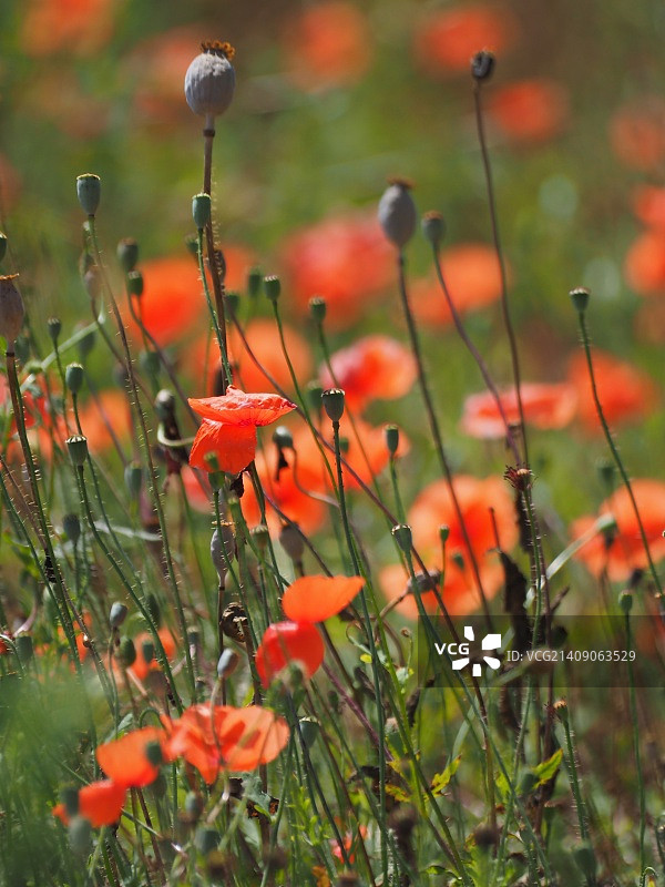田野罂粟花图片素材