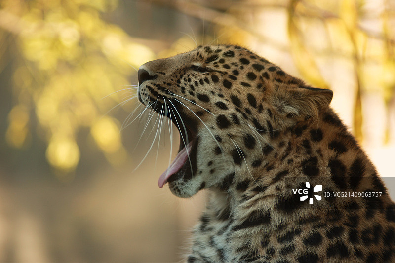 奥洛穆茨动物园图片素材