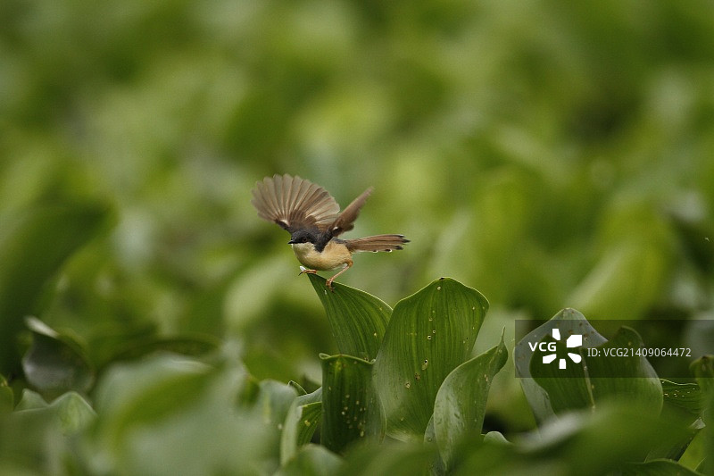 灰褐山鹪莺图片素材