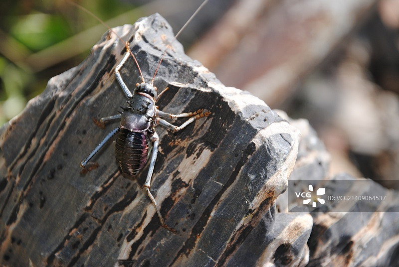 漂亮的昆虫图片素材