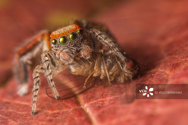 Saitis Barbipes跳蛛及其猎物图片素材