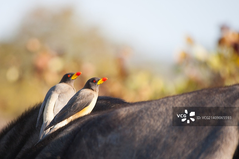 黄嘴牛椋鸟图片素材
