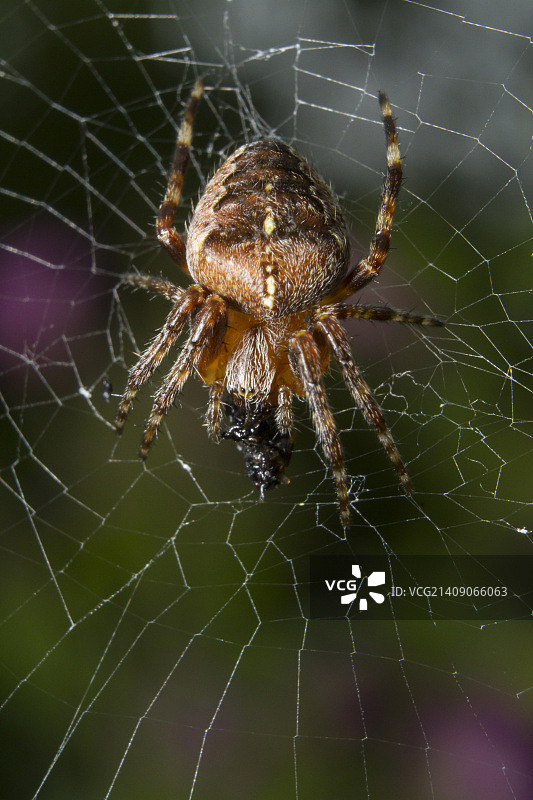 花园的蜘蛛图片素材