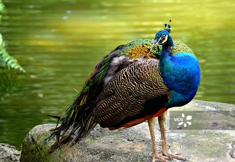 马来西亚吉隆坡鸟类公园的孔雀图片素材