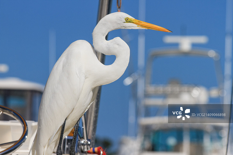 白鹭4号钥匙图片素材
