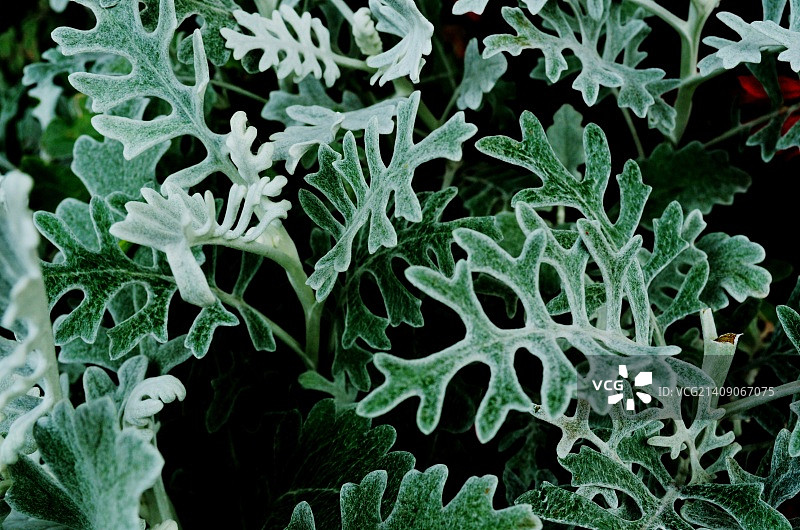 曼德勃罗集印象02图片素材