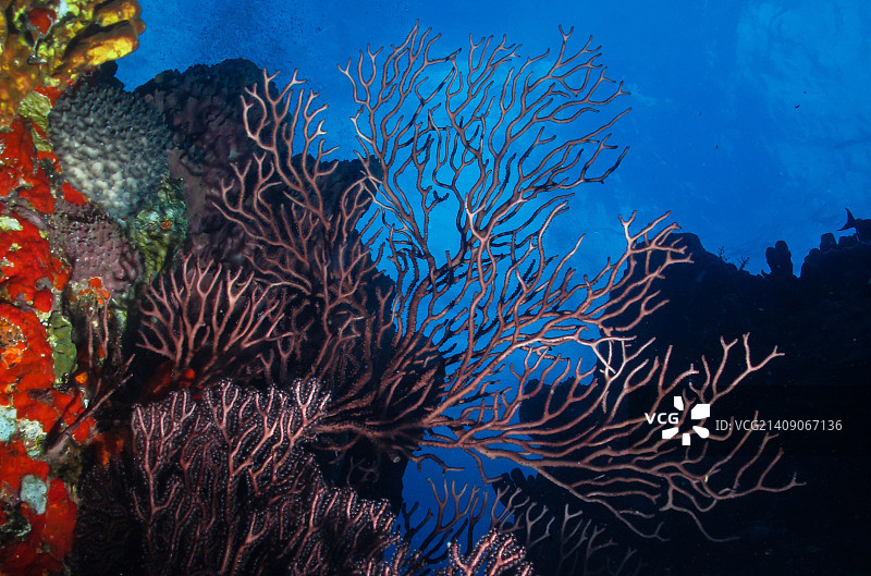 圣罗斯，瓜德罗普图片素材