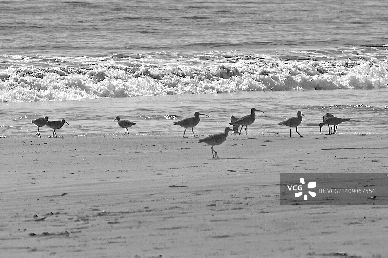 海滩上的卡尤科斯图片素材