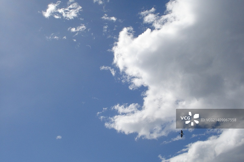 乌斯怀亚天空中的鸬鹚图片素材