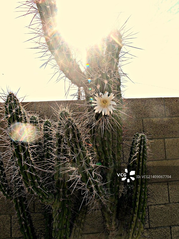 亚利桑那州索诺兰沙漠的炎热一天图片素材