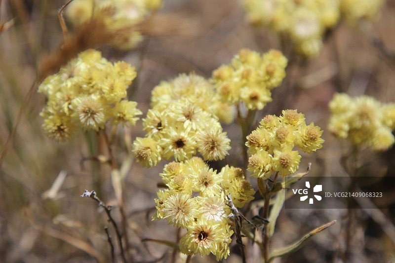 蜡菊花朵图片素材