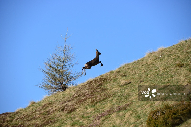 逃逸中的狍图片素材