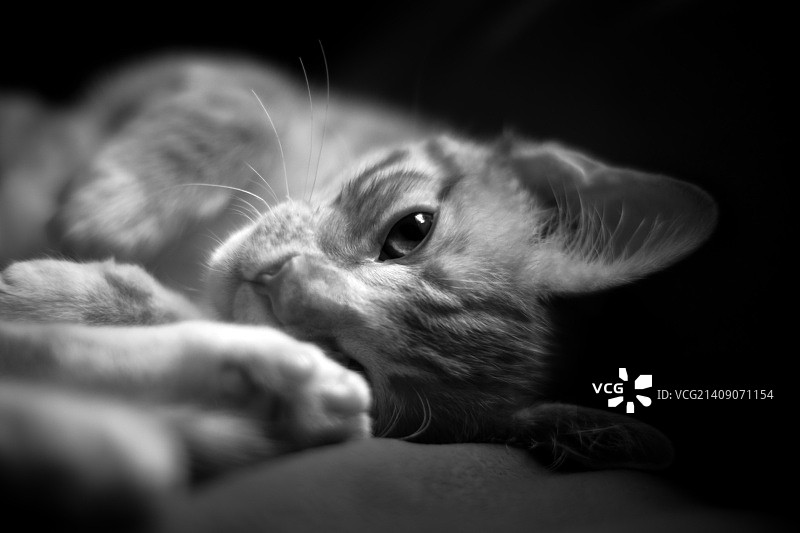 劳雷尔，美国图片素材