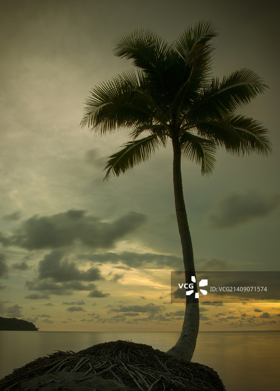 复古夏季滤镜效果的棕榈树图片素材