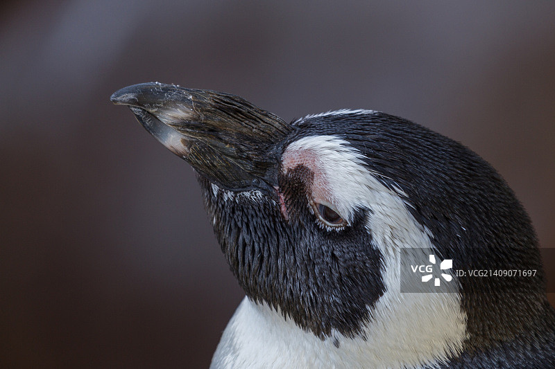 洪堡企鹅图片素材