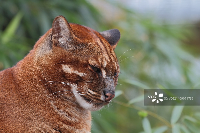非洲金猫图片素材