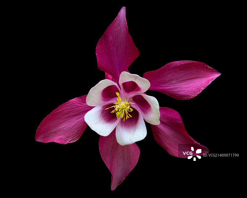 植物群-39图片素材