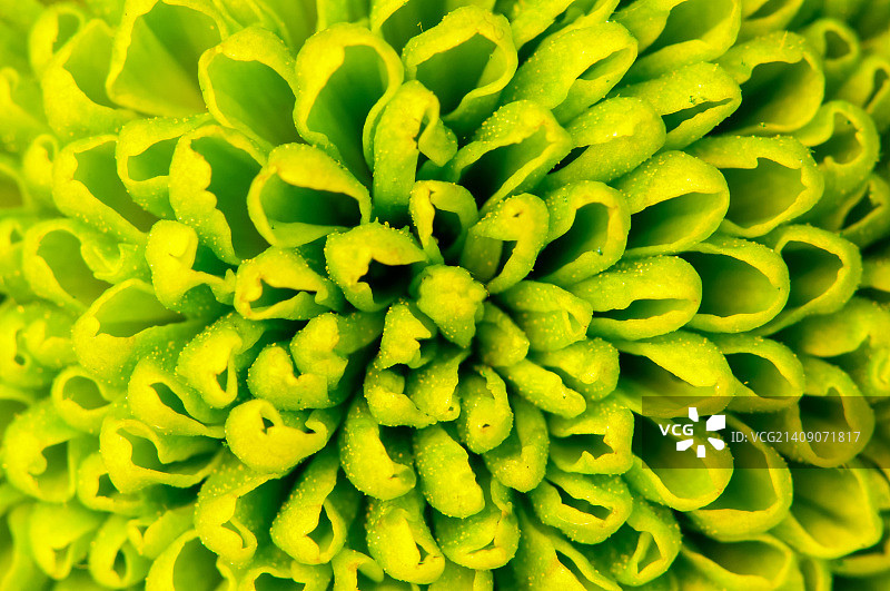 绿色菊花特写抽象背景图片素材