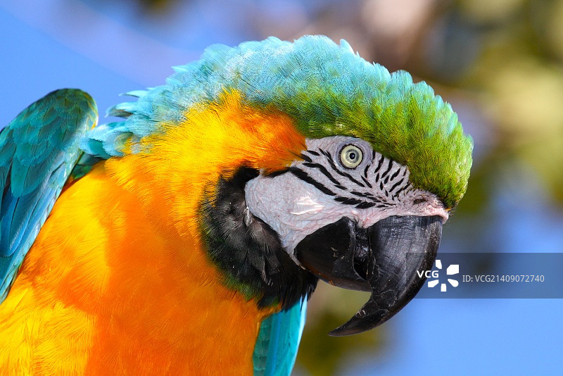 蓝色和金色金刚鹦鹉图片素材