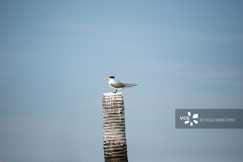 凤头燕鸥图片素材