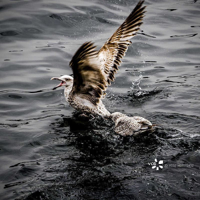 海鸥争斗-第二辑图片素材